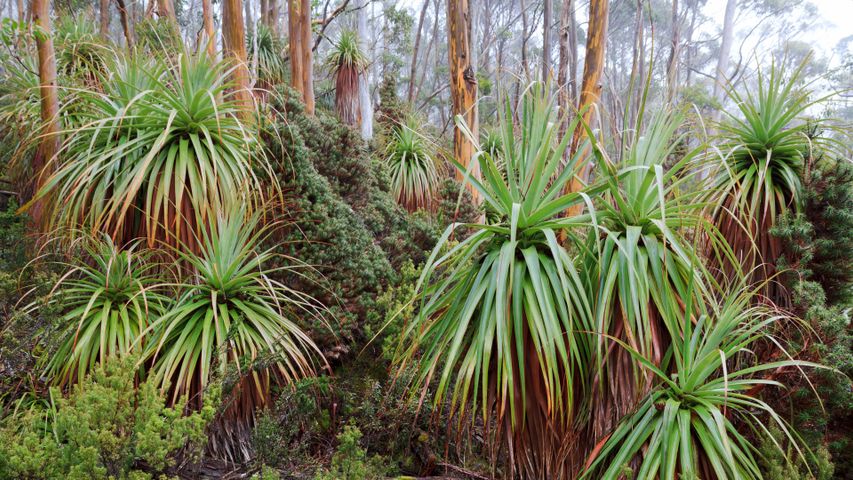 Tasmanischer Schnee Eukalyptus und Pandani Pflanzen in der Nähe des