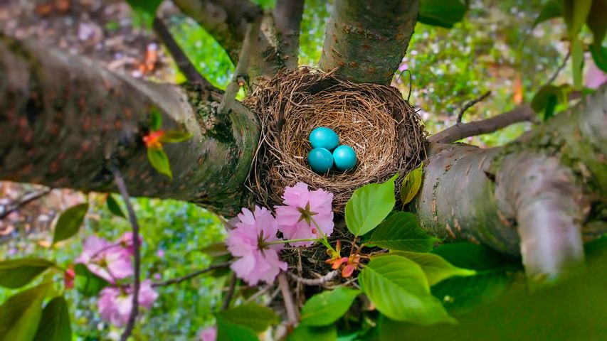 The blue eggs of an American robin in New Jersey