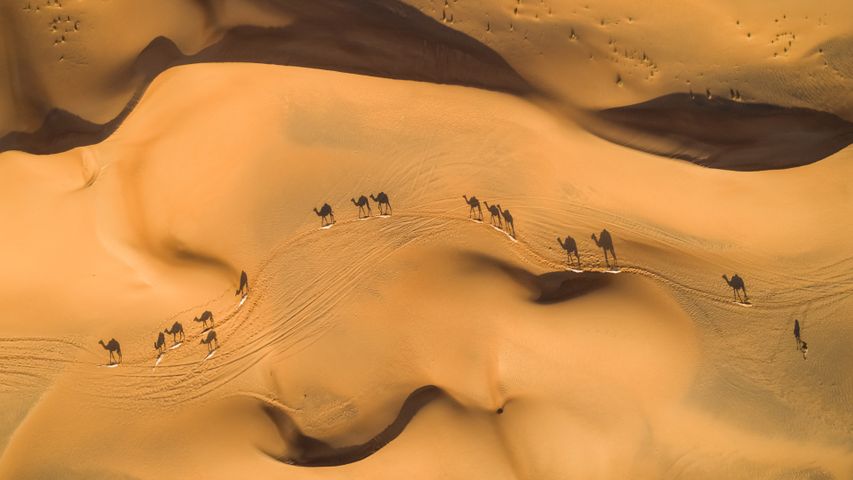 沙漠中的骆驼，阿拉伯联合酋长国