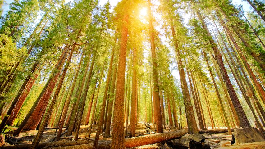 优胜美地国家公园的马里波萨谷巨杉林，美国加利福尼亚州