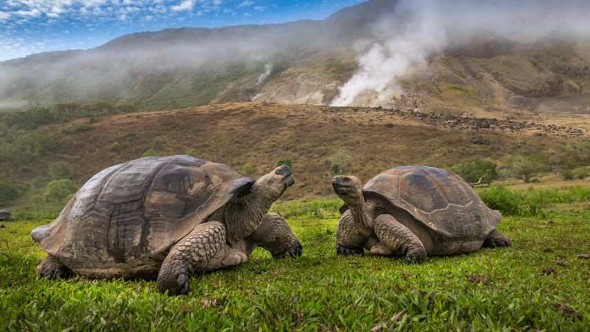 Volcán Alcedo giant tortoises, Isabela Island, Galápagos, Ecuador