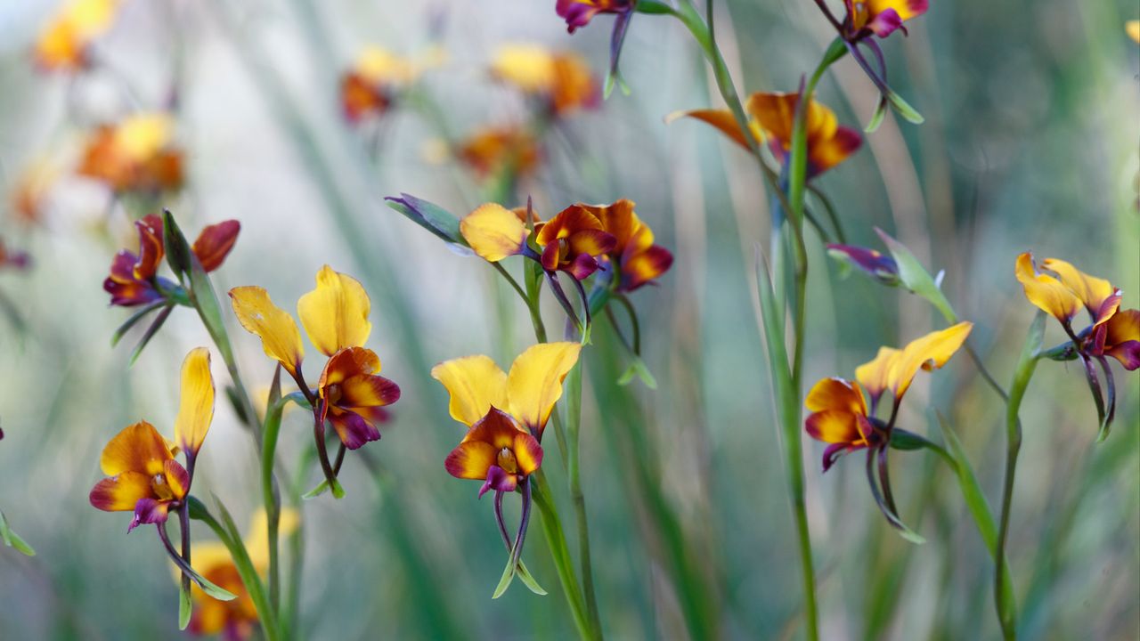 Pansy orchid (diuris magnifica) flowers in Kings Park, Perth