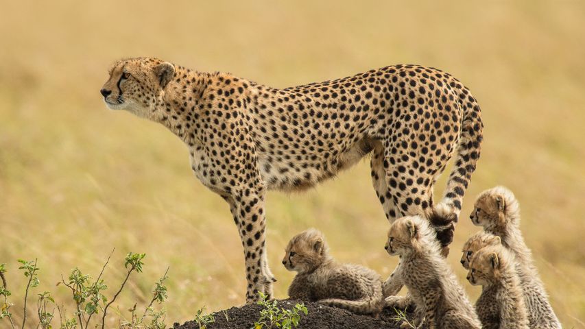 A mother cheetah and her cubs in the Maasai Mara National Reserve, Kenya