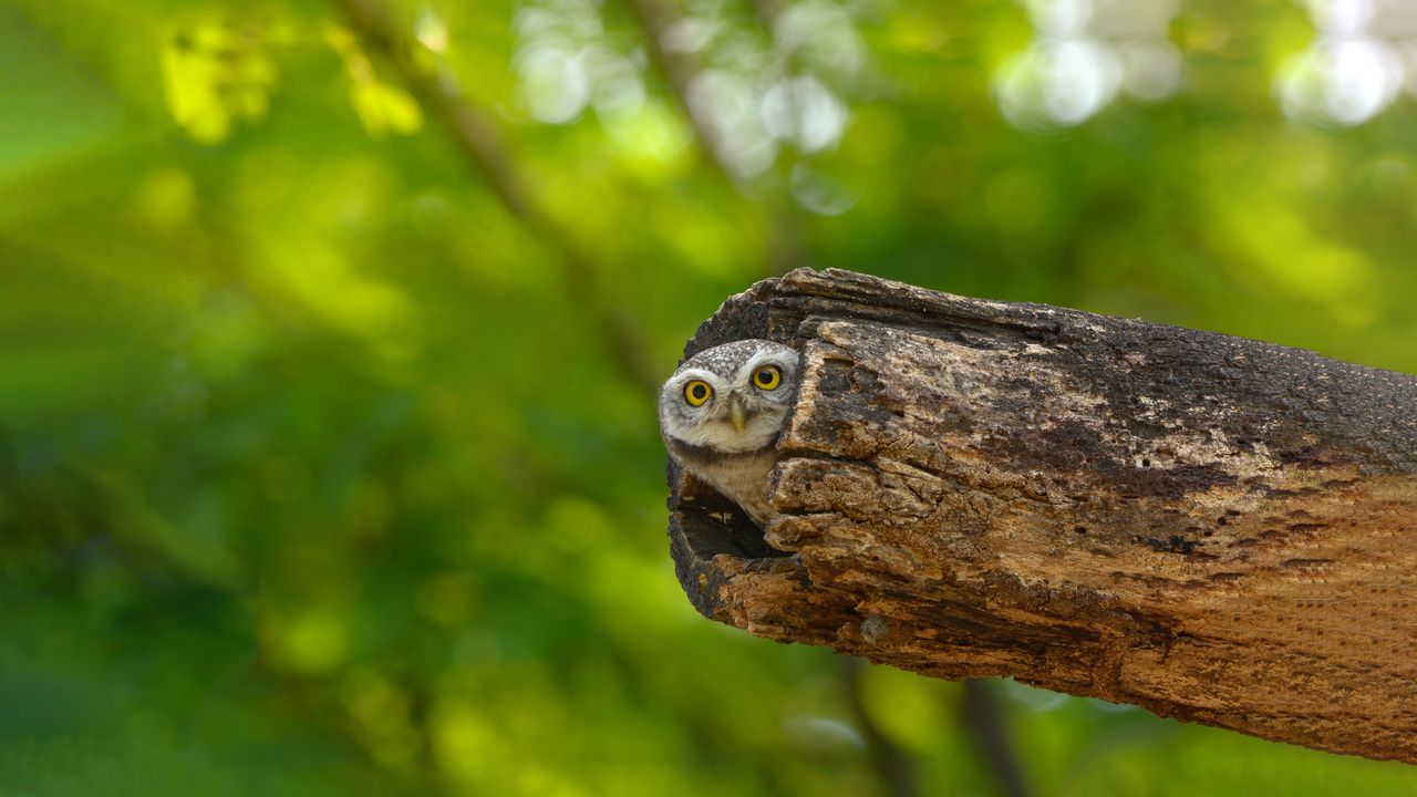 Spotted owlet, Bangkok, Thailand