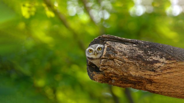 Spotted owlet, Bangkok, Thailand