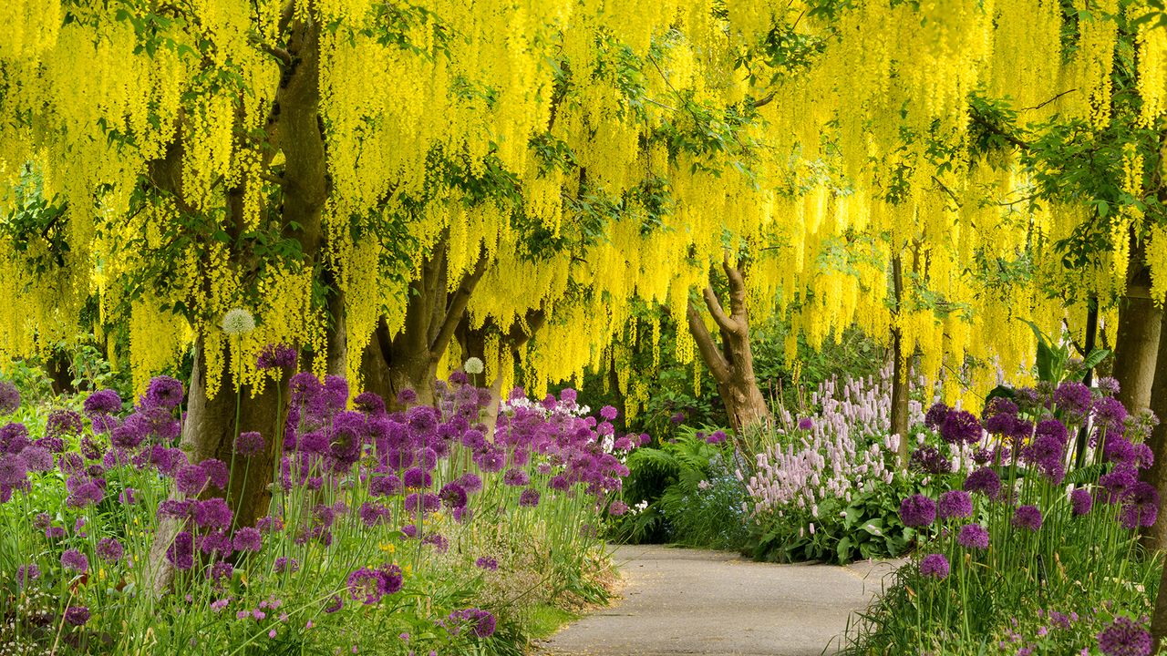 Laburnum et alliums mauves dans le jardin botanique de VanDusen, Vancouver