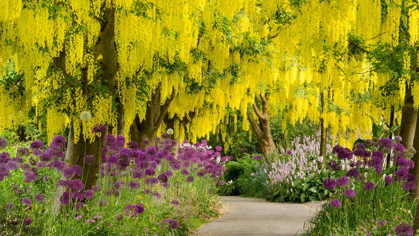 盛开的金链花树和紫色葱属植物，加拿大温哥华范度森植物园