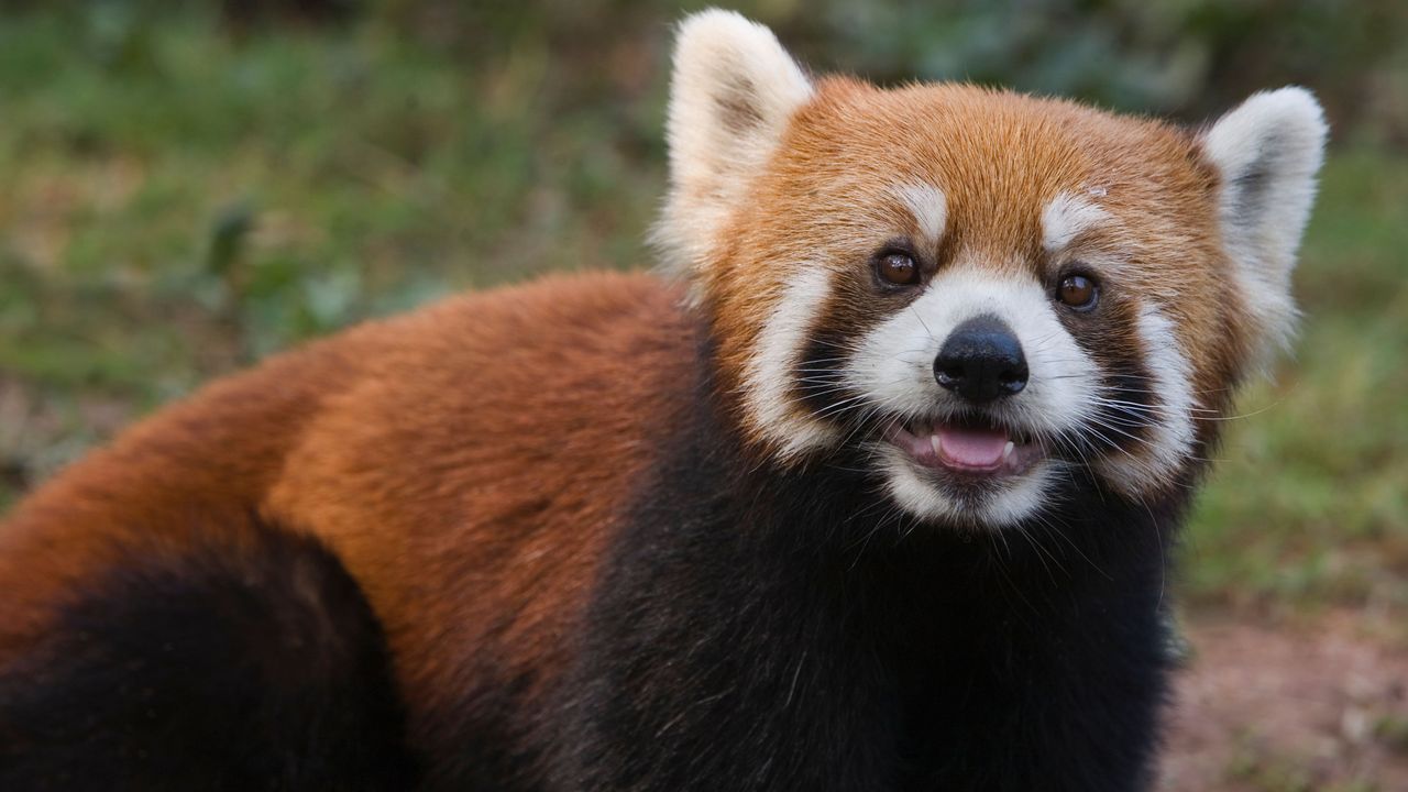 A panda apart