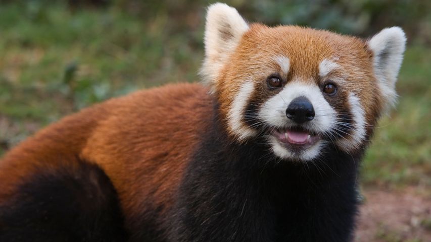 A panda apart