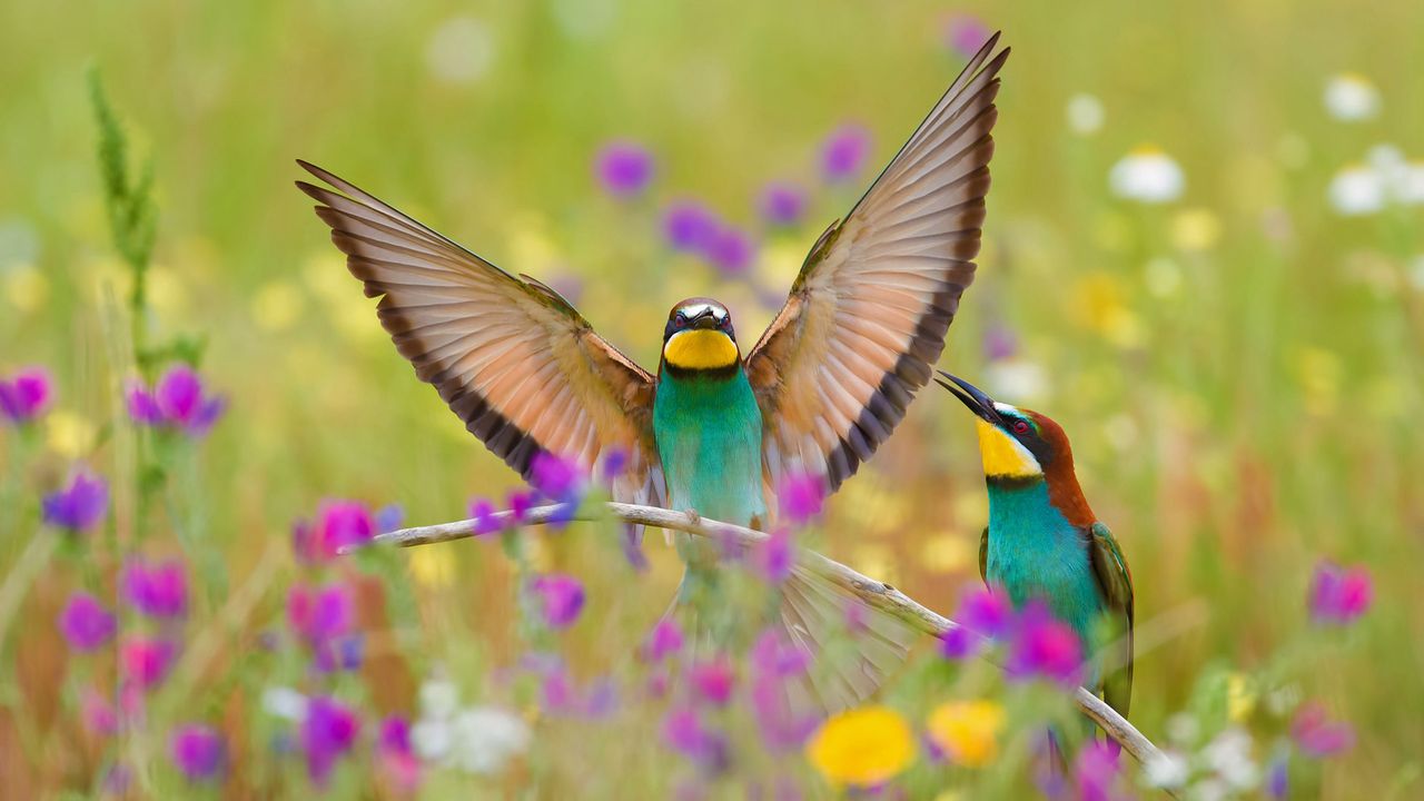 European bee-eaters in the Extremadura region in Spain