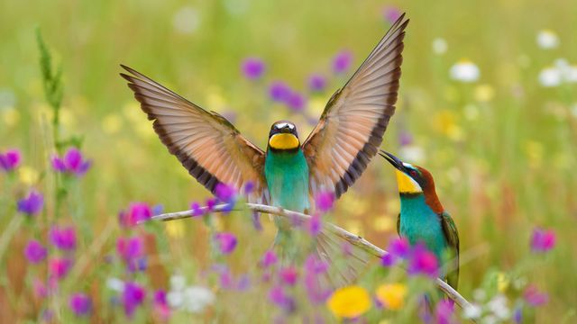 European bee-eaters in the Extremadura region in Spain