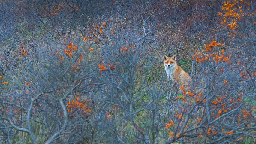 阿姆斯特丹供水沙丘自然保护区的赤狐，荷兰