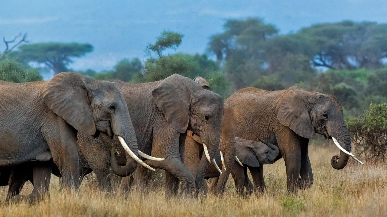 アフリカゾウ アフリカゾウ 150 | HANSA