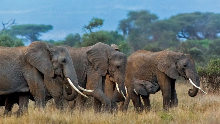 安博塞利国家公园里的非洲象群，肯尼亚