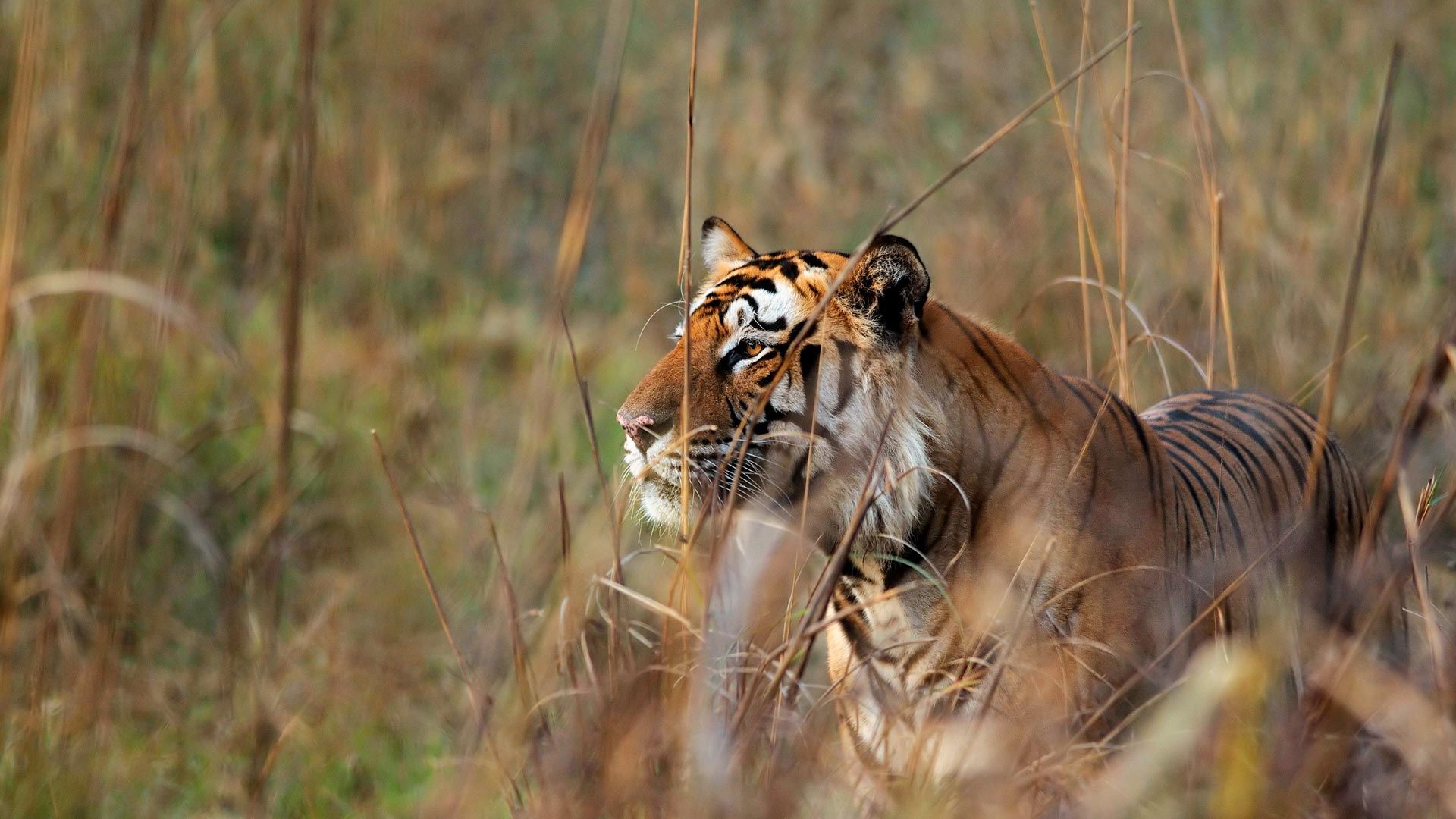 Bengal tiger watching deer in Bandhavgarh Tiger Reserve, Madhya Pradesh ...