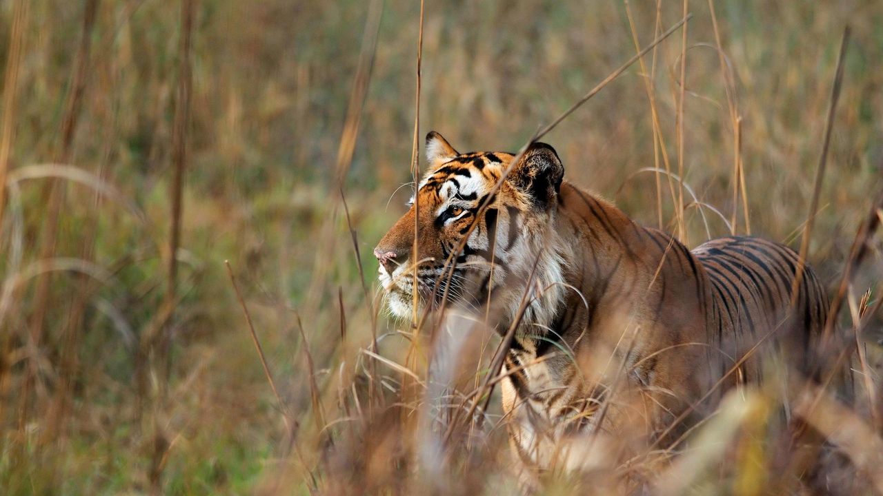 Bengal tiger watching deer in Bandhavgarh Tiger Reserve, Madhya Pradesh