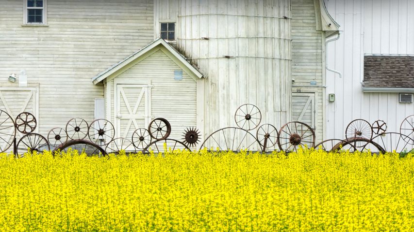 Old barn and canola field, Palouse region, Idaho, USA