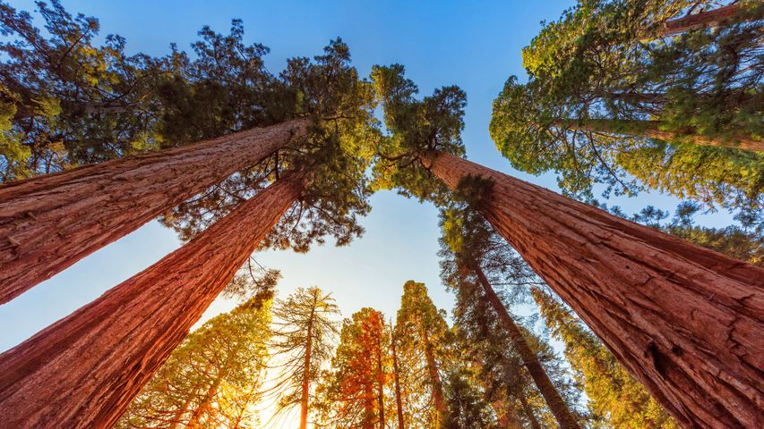 Giant sequoia trees in Sequoia and Kings Canyon National Parks, California