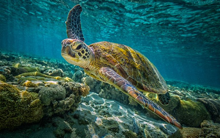 Turtles and Tortoises Windows 10 Theme