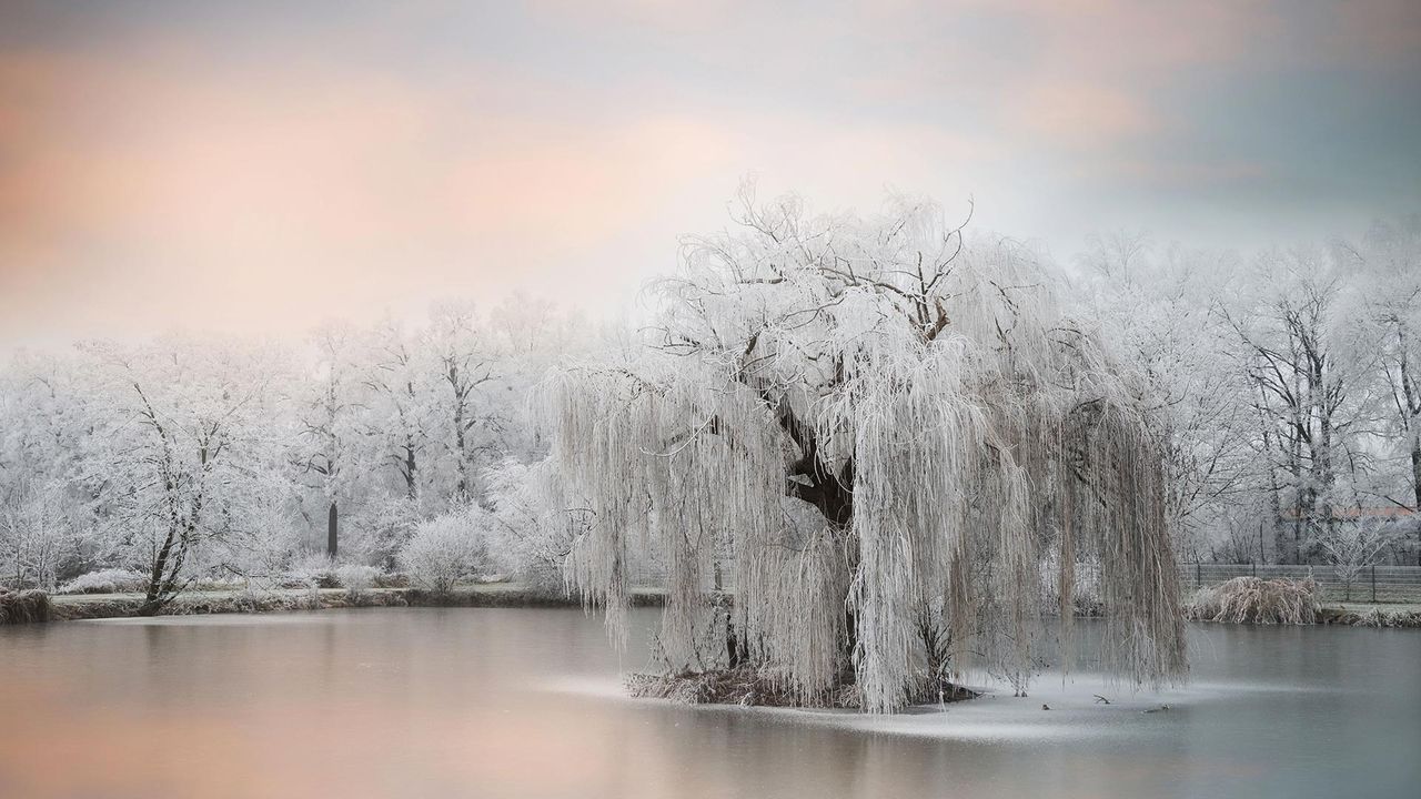 Saule pleureur gelé sur un lac, quelque part en France