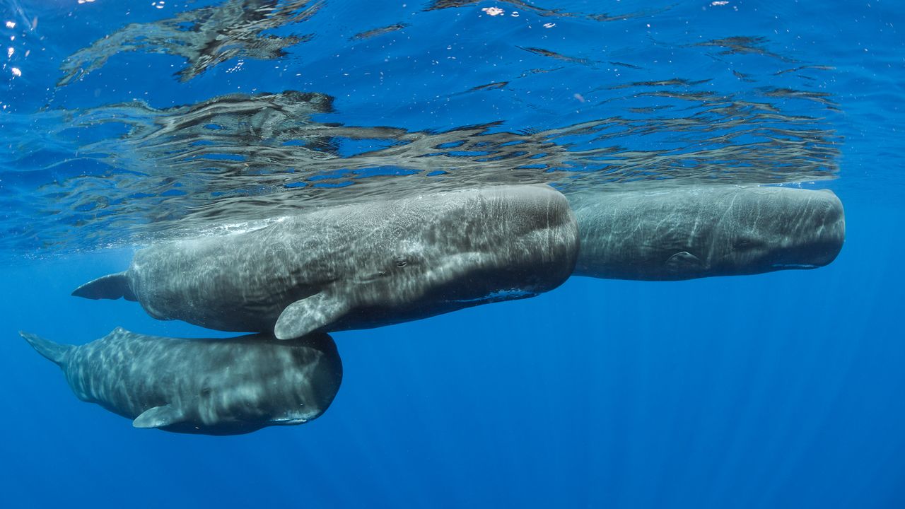 マッコウクジラ Amazon.co.jp: くじら&co.WHALES&co.ビック マッコウクジラ