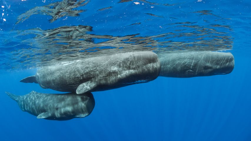Sperm whale pod surfacing, Dominica
