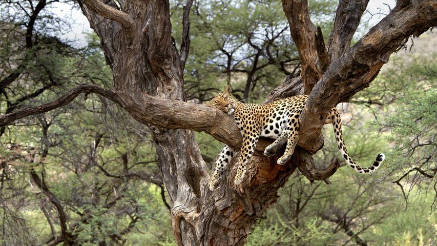 Un léopard endormi sur un arbre en Namibie
