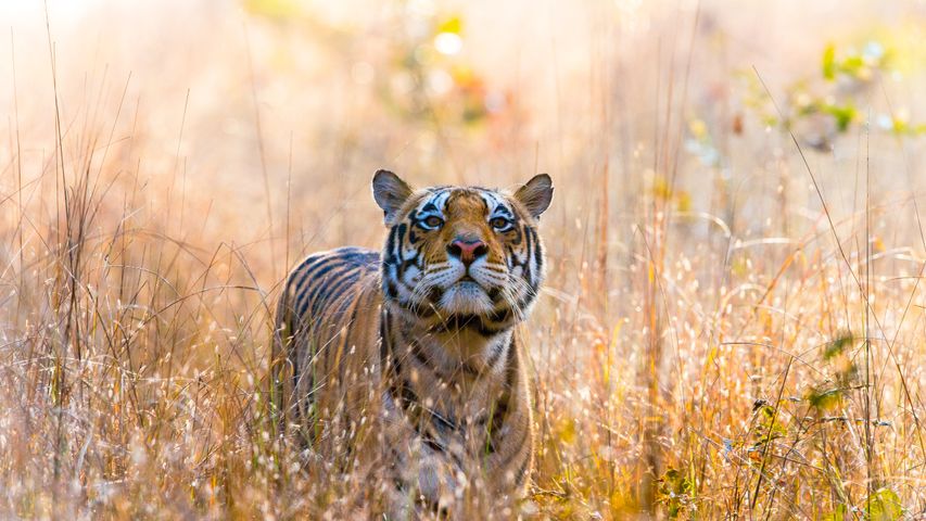 Tiger in Kanha National Park in Madhya Pradesh, India