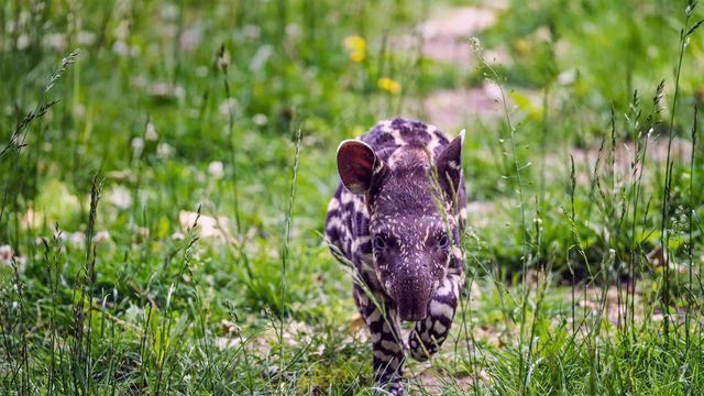 South American tapir calf trots through the grass