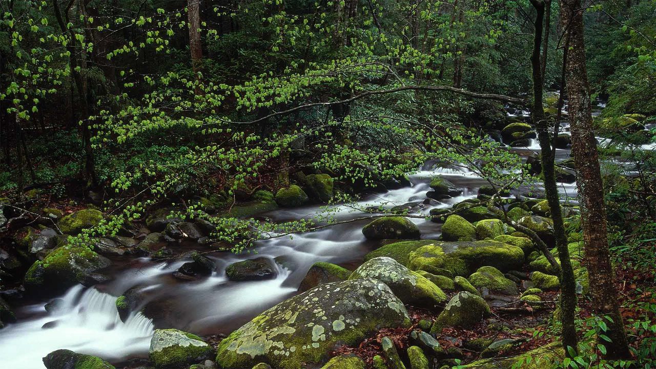 Roaring Fork dans le parc national des monts Great Smoky, Tennessee, États-Unis