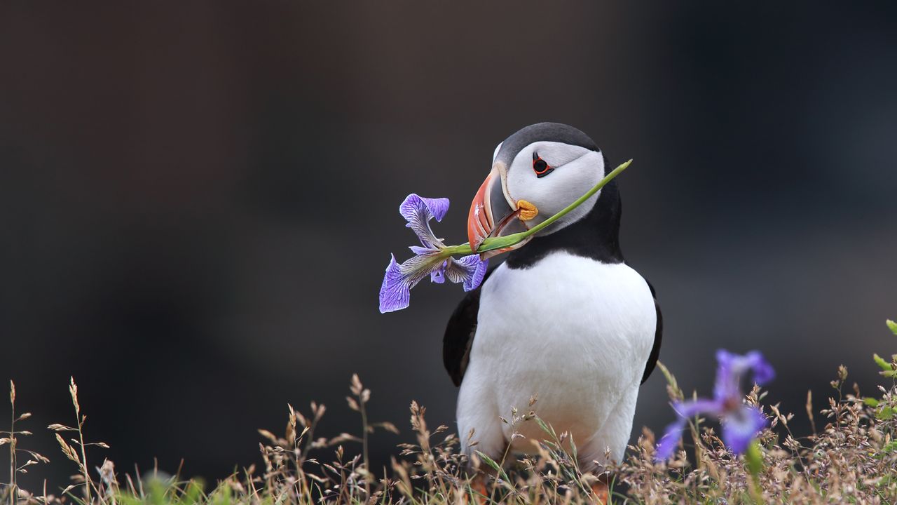 Atlantic puffin holding a wild iris in his beak in Elliston, Newfoundland