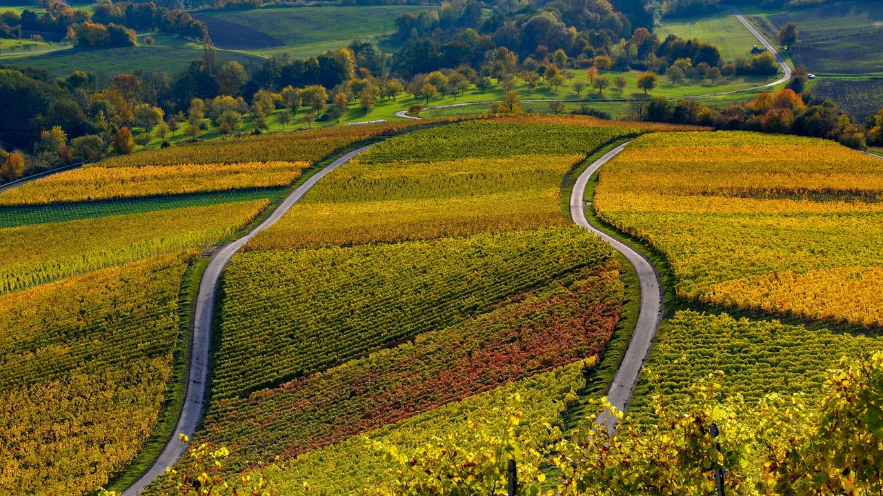 Weinberge auf dem Stollberg bei Handthal, Oberschwarzach, Unterfranken, Bayern