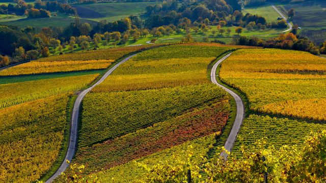 Weinberge auf dem Stollberg bei Handthal, Oberschwarzach, Unterfranken, Bayern