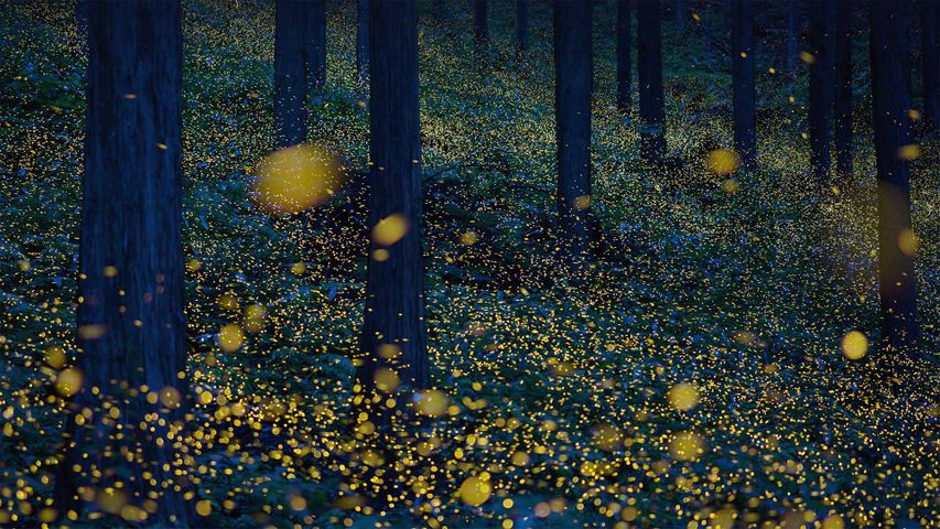 Leuchtkäfer in einem Wald bei Nichinan, Tottori, Japan
