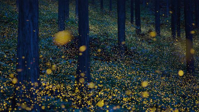 Fireflies in Nichinan, Tottori, Japan