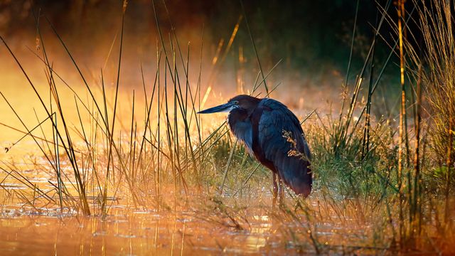Héron goliath, Parc national Kruger, Afrique du Sud