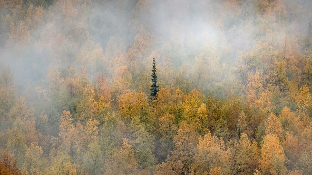 Misty forest in fall colours, Yukon