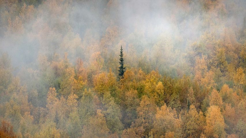 Misty forest in fall colours, Yukon