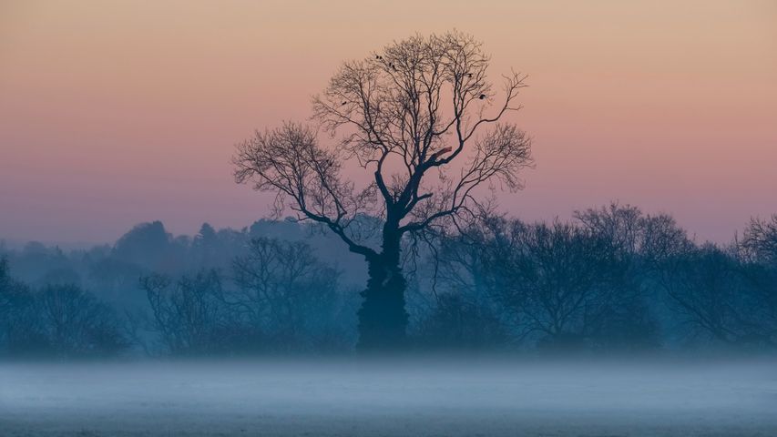 Leafless trees in the mist at sunrise, Surrey