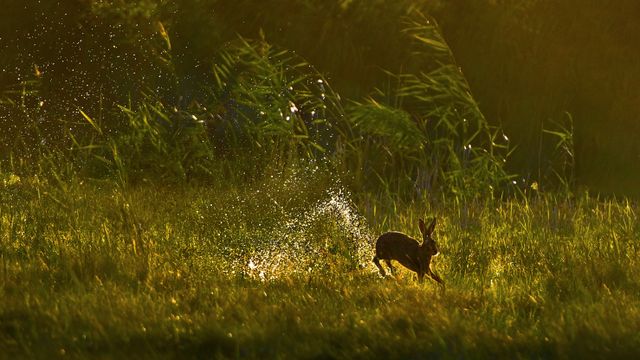 European hare, Netherlands