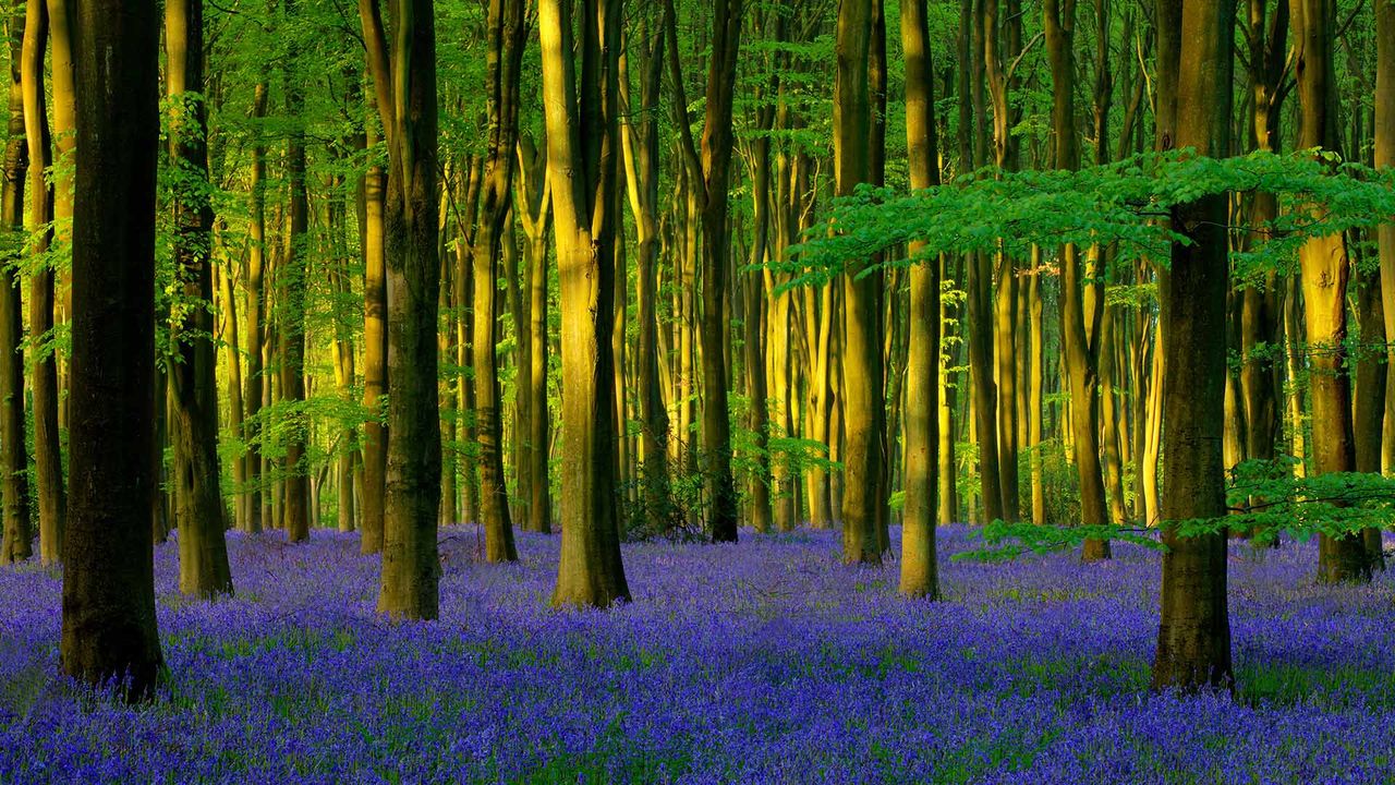 Bluebells in Micheldever Wood, Hampshire