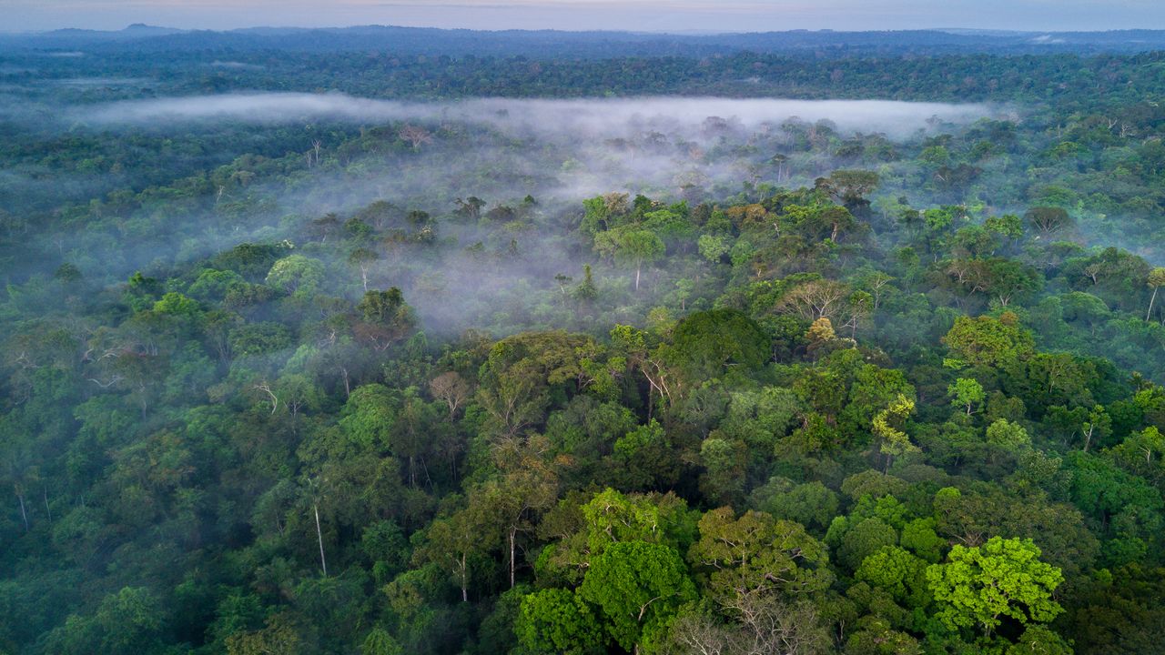 Névoa sobre a copa da Floresta Amazônica