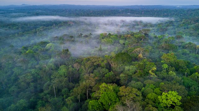 Névoa sobre a copa da Floresta Amazônica