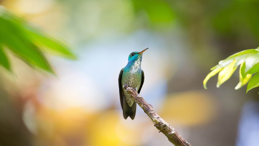 National Geographic Hummingbirds PREMIUM 4K Windows 10 Theme
