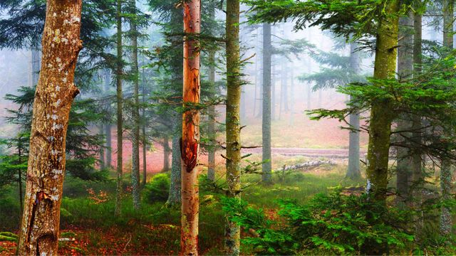 L’automne dans une forêt de pins, Les Vosges, France