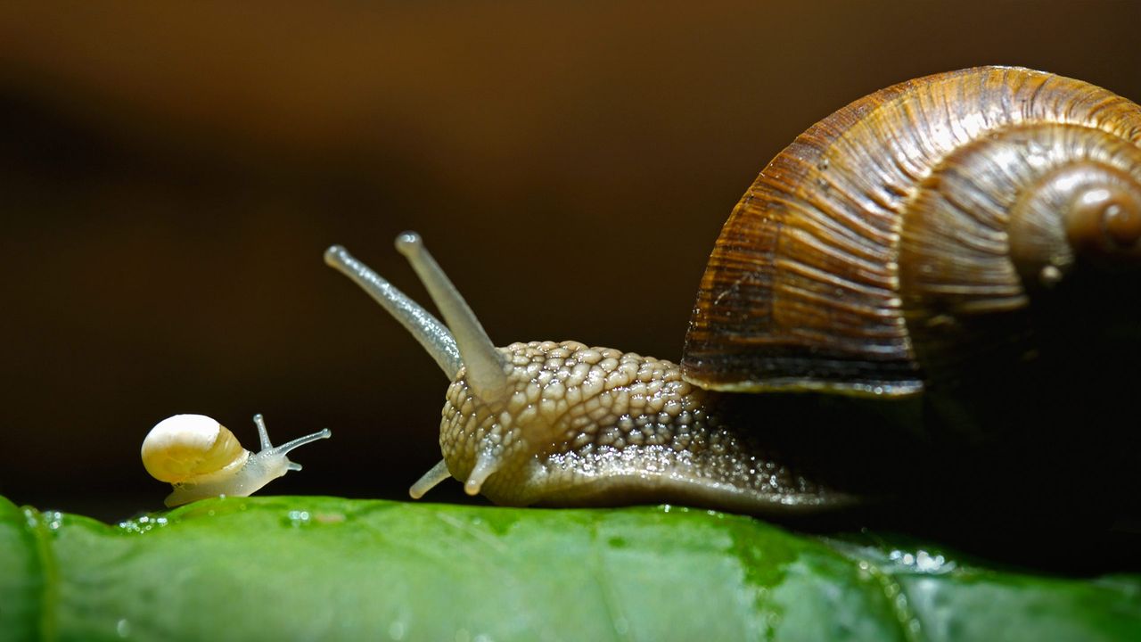 Burgundy snails, also called edible snails
