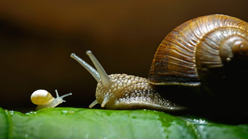 Roman snails, also called edible snails