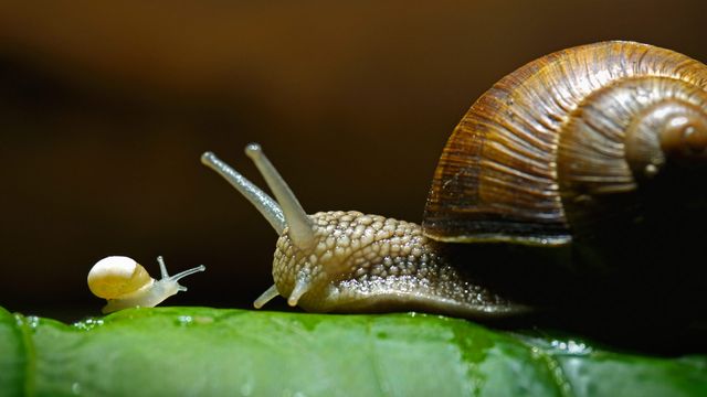 Burgundy snails, also called edible snails
