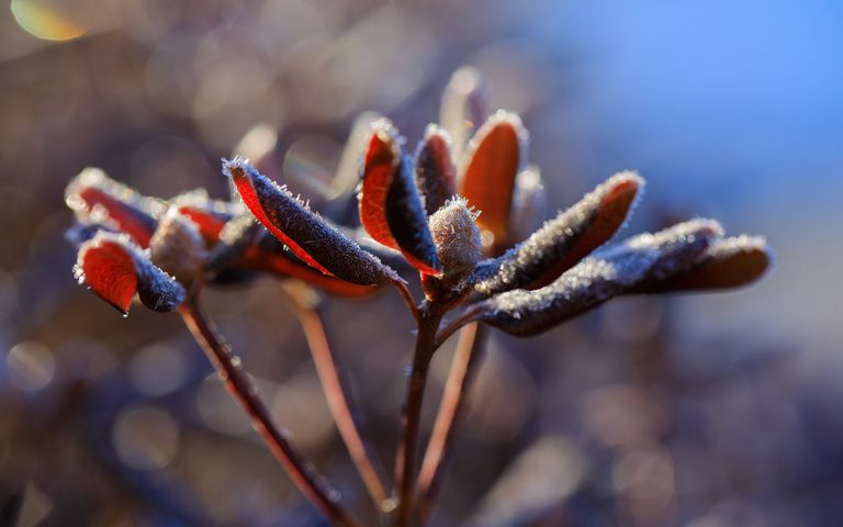 Frosty Art Windows 10 Theme