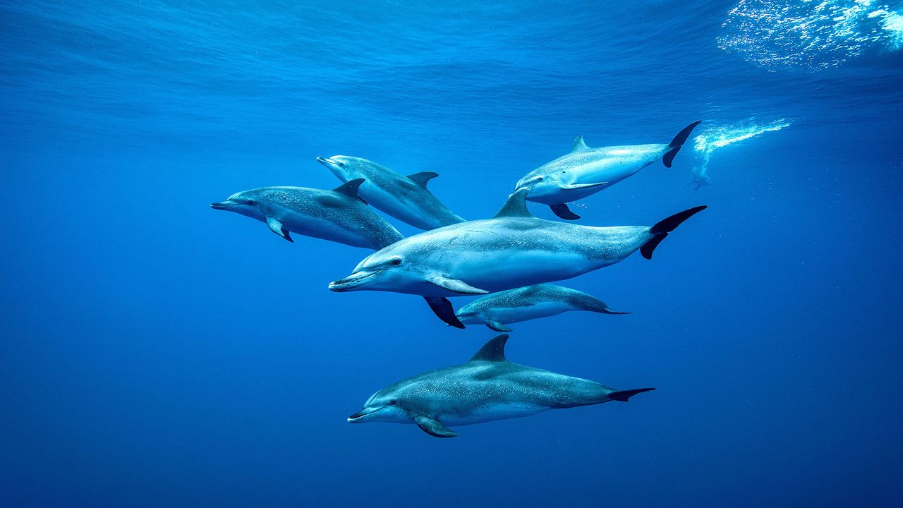 Delfines pintados del Atlántico nadando en aguas de Tenerife, Islas Canarias